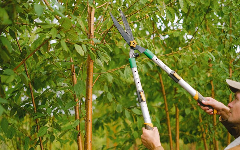Tree trimming in Friesland, WI